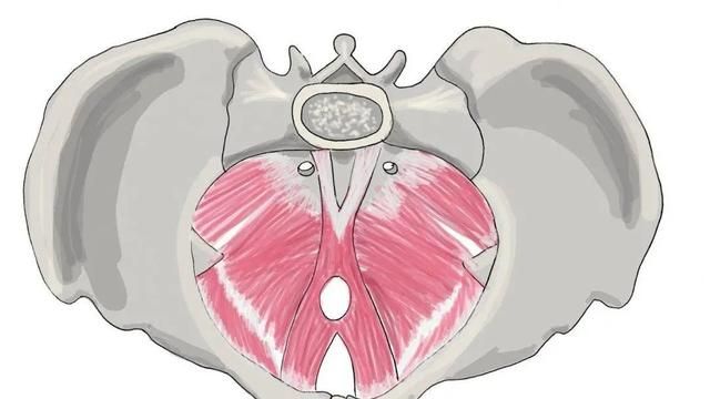 女人身体隐藏的C位——盆底君