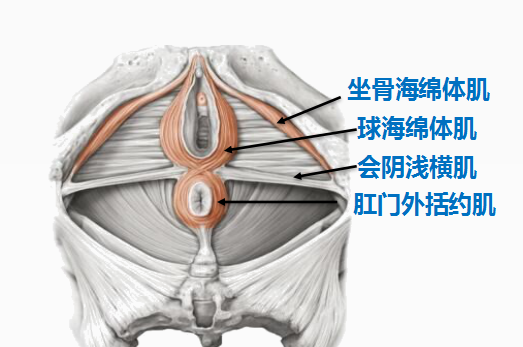 女人身体隐藏的C位——盆底君