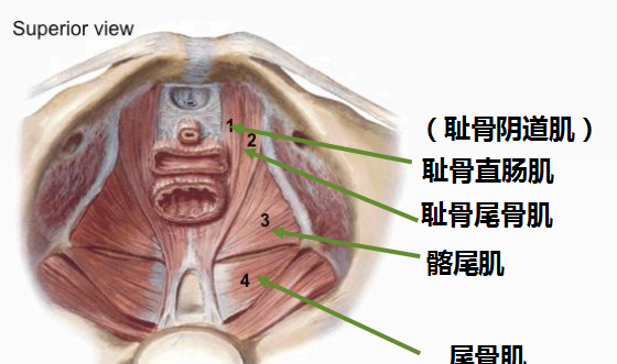 女人身体隐藏的C位——盆底君