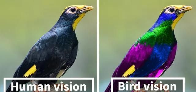 和鸟相比，咱们人类都是色盲！你以为这世界就是你所见的样子吗？