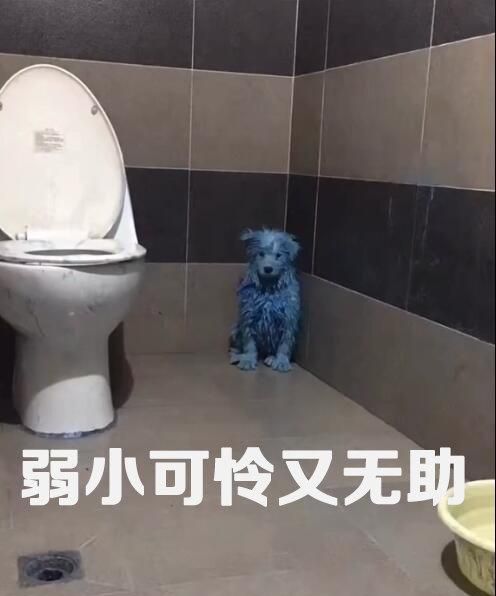 被狗锁住了门命哈哈哈哈哈哈