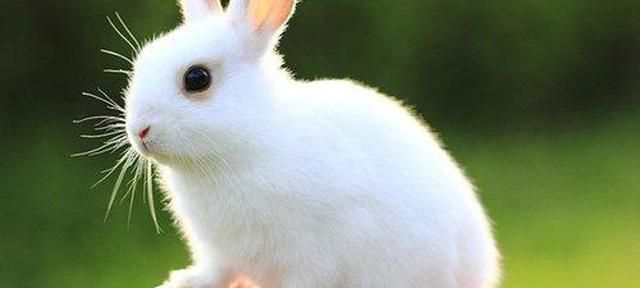 兔子好养吗？分享一些养兔小妙招