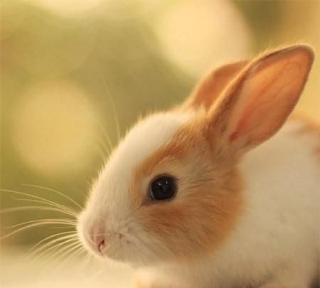 兔子好养吗？分享一些养兔小妙招