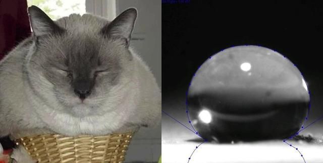 液体猫咪之谜：为什么说猫都是液体？这竟然是被证明过的科学结论