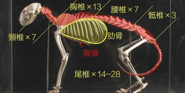 液体猫咪之谜：为什么说猫都是液体？这竟然是被证明过的科学结论