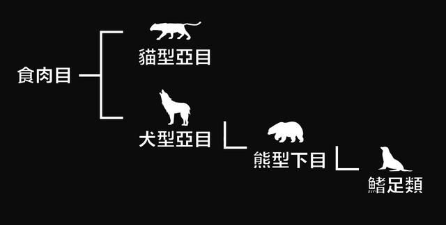 液体猫咪之谜：为什么说猫都是液体？这竟然是被证明过的科学结论