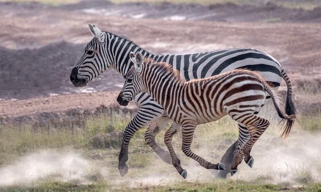 浅谈陆生哺乳动物的三种行走类型：趾行、跖行和蹄行，各有优缺点