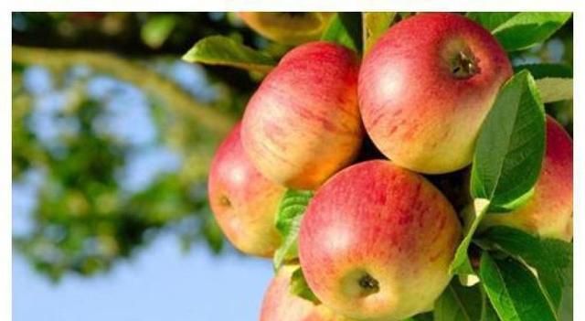 苹果在古代不叫“苹果”，古人取了个很唯美的名字，日本沿用至今