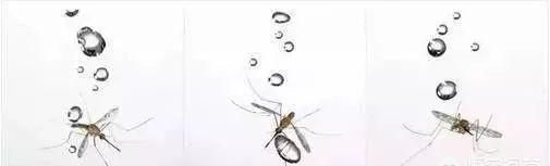 蚊子不会被雨滴砸死，为什么下雨的时候蚊子不会被雨滴砸死图3