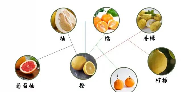 橙子橘子柚子，你知道他们家关系多复杂吗？