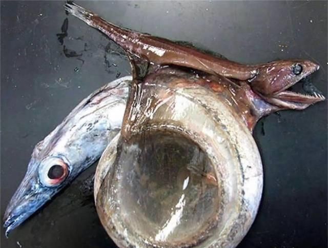自然界最恐怖的鱼，强行吞噬比自己重10倍的食物，撑破肚子而亡