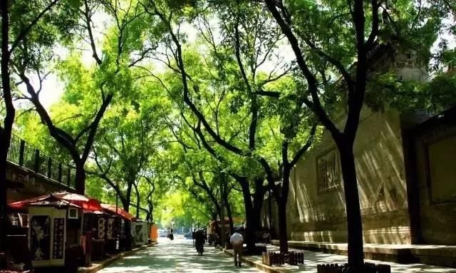 西安最美丽的街道是哪一条街图4