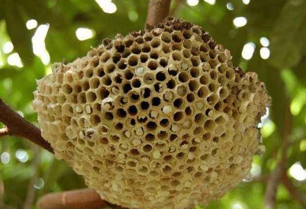 《本草精荟》：攻毒杀虫：蜂房的功效与应用