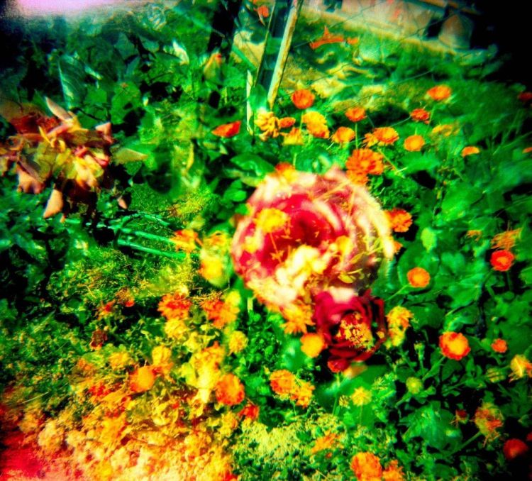 lomo照片图1