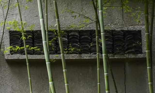竹子象征着什么，竹子代表什么生肖?图5