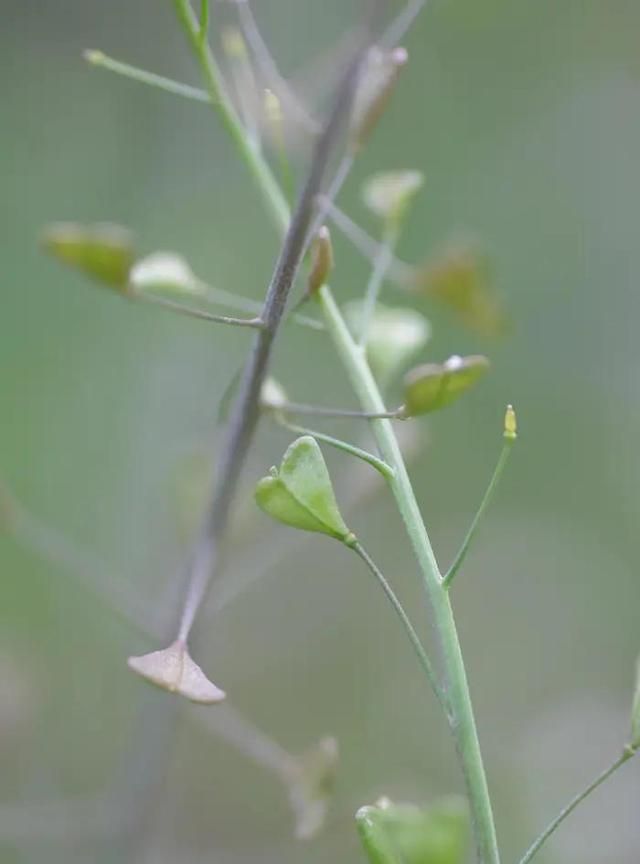 人间美味话荠菜