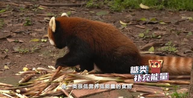 小熊猫喜欢吃甜食，是真的吗？