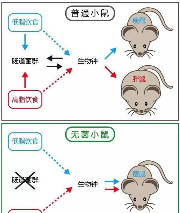 “三角恋”决定你的胖瘦？饮食、生物钟、细菌的恩怨