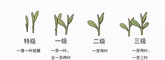 龙井茶的等级划分标准，快来看看吧