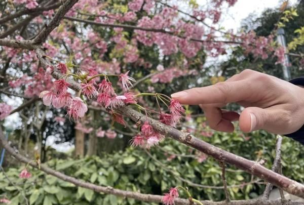 桃花梅花樱花……傻傻分不清楚？教你一招