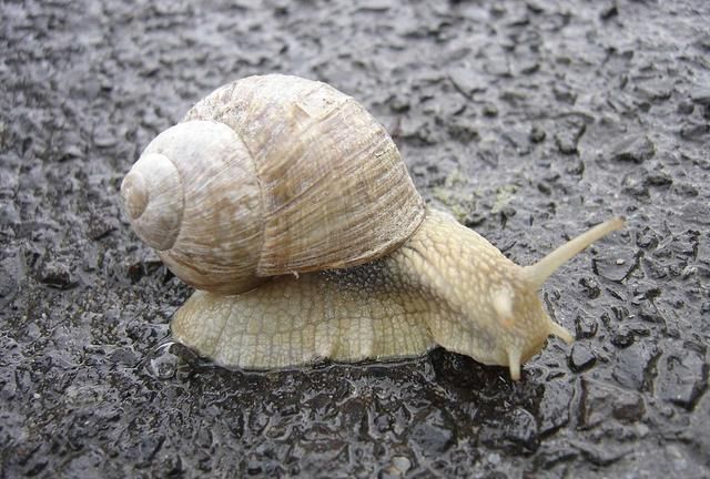 动物界顶级“房奴”，蜗牛从出生就要为了外壳努力，不惜得罪人类