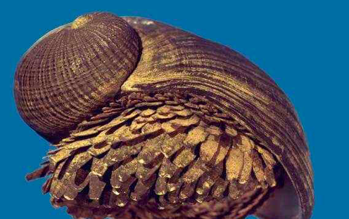动物界顶级“房奴”，蜗牛从出生就要为了外壳努力，不惜得罪人类