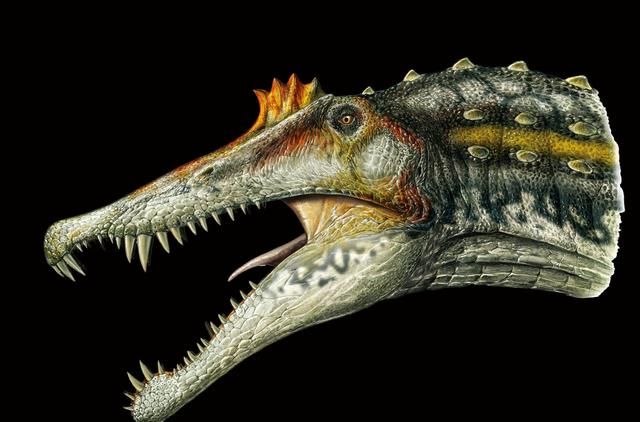 地球上体积最大最凶恶的恐龙其实并不是霸王龙，而是棘龙