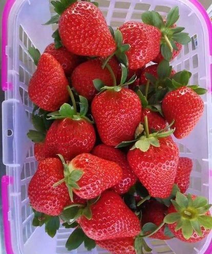草莓如何种(草莓如何种植小)图8
