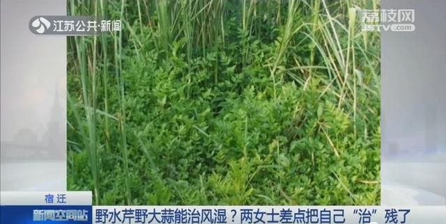 这种野菜能治风湿？两位大姐试了试，结果差点变残