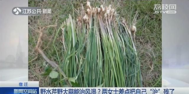 这种野菜能治风湿？两位大姐试了试，结果差点变残