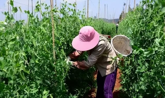 春天宁可不吃肉，不可不吃豆，教你3种豌豆做法，孩子爱吃长个快