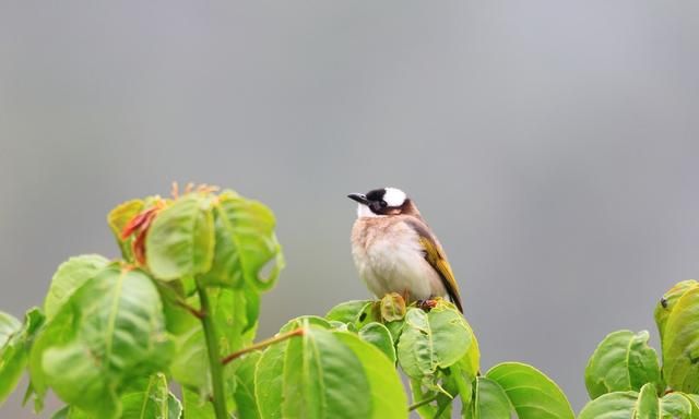十种在农村过去常见的鸟，说说你能认出几种，最后一种见过吗？