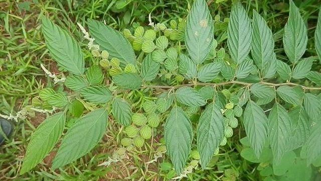 这便是“龙骨草”，如今却少人认识，若您家乡也有，请尽量移植