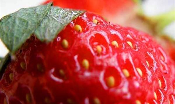 草莓实际生产中为什么不用种子育苗，而是采用匍匐茎繁殖？