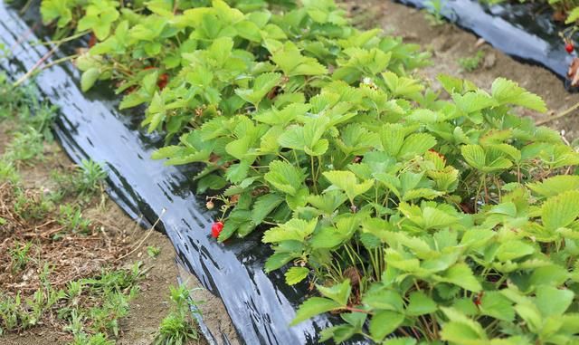 草莓实际生产中为什么不用种子育苗，而是采用匍匐茎繁殖？