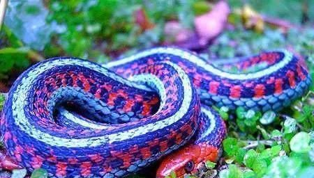 世界上已知的3000多种蛇，图说其中最漂亮的10种蛇，有大有小