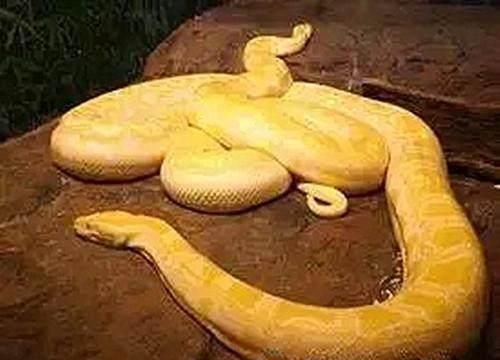 世界上已知的3000多种蛇，图说其中最漂亮的10种蛇，有大有小