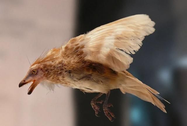 有牙齿到没牙齿，鸟类演化历程中是如何把牙齿搞丢的？