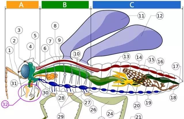 什么是昆虫？六只腿、复眼、一对触角...
