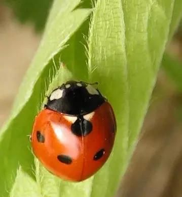 什么是昆虫？六只腿、复眼、一对触角...