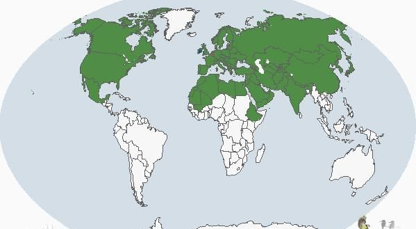 什么动物浪迹天涯自由自在的图10