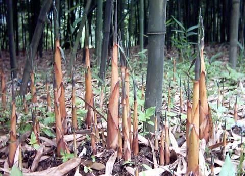 苦笋价值高，野地里挖几棵，炖汤味道极鲜美，客家人很喜欢