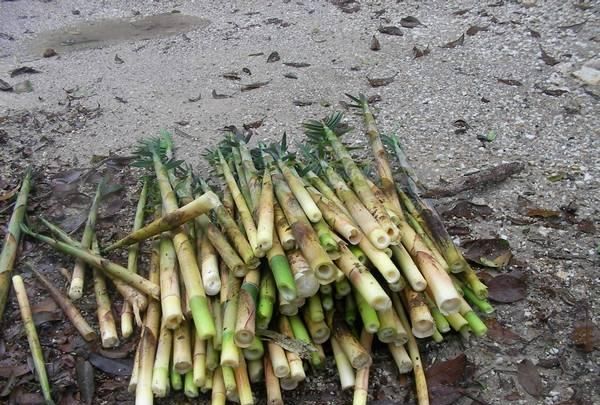 苦笋价值高，野地里挖几棵，炖汤味道极鲜美，客家人很喜欢