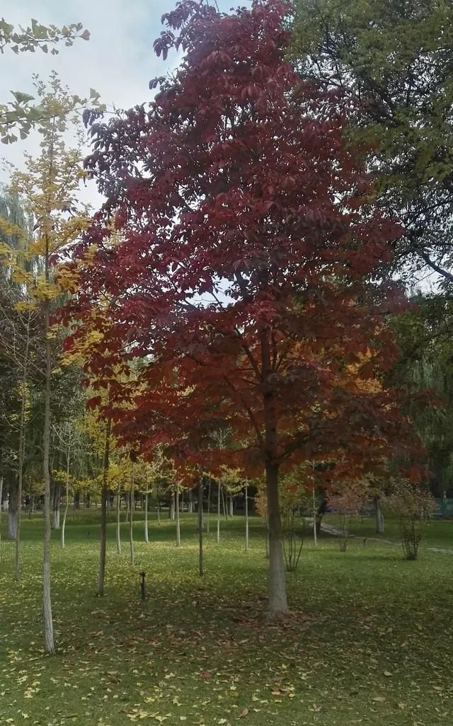 给长辈送什么生日礼物好呢,送女长辈生日礼物送什么好图4