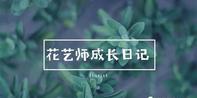 ​大花葱 | 花艺界中最贵的“葱”，圆嘟嘟，敲可爱