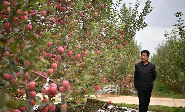 陕西洛川：土苹果变身“时尚果”