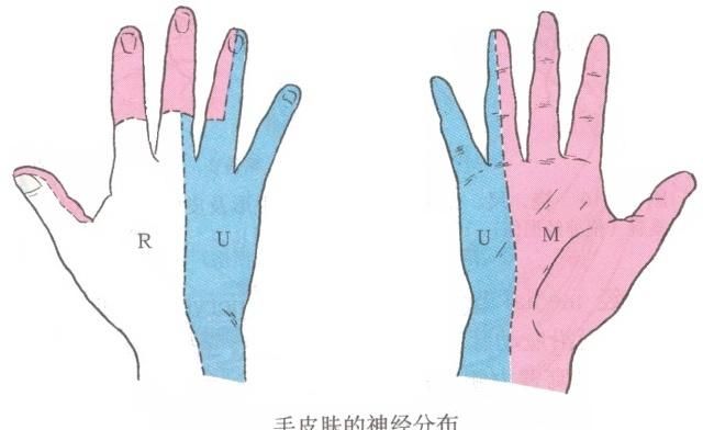 手指外伤术后肿胀能不能恢复正常图2