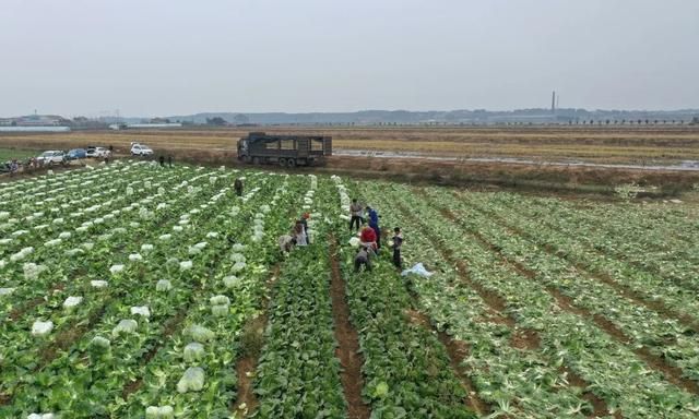 萝卜白菜，各有所爱！岳阳县农产品喜获丰收，种出好“钱”景