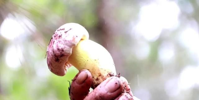 施甸：12种野生菌的花式吃法