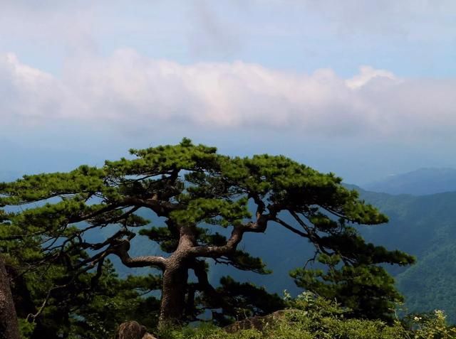 黄山的风景美在哪里,黄山的风景美的句子图3